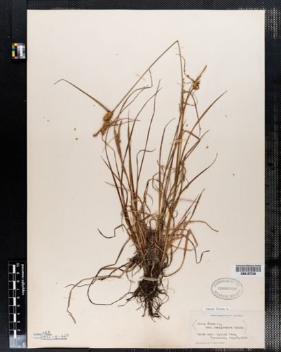 Carex flava