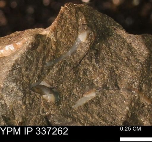 undet. Mollusca