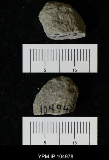 Cyclocrinites halli