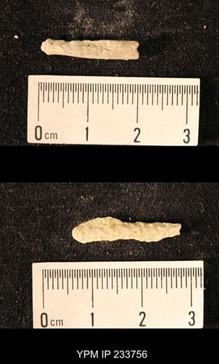 Archaeocidaris sp.
