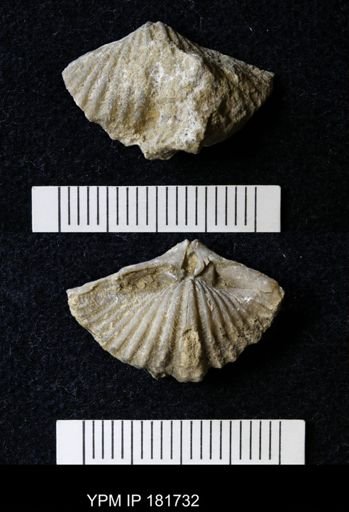 Brachythyrina?