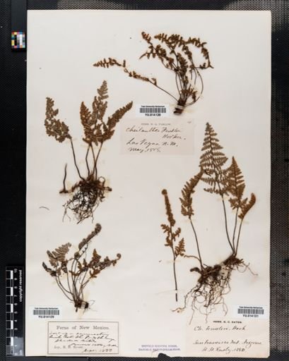Cheilanthes