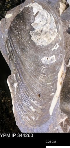 Limopsis striatopunctatus