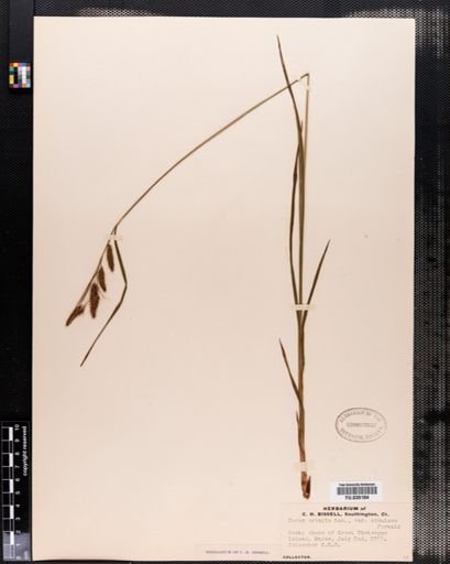 Plantae