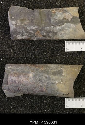 Baculites sp.