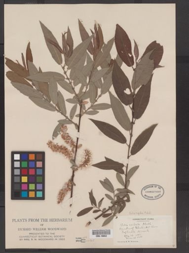 Salix rigida