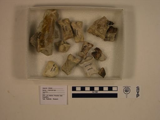 Oreodon