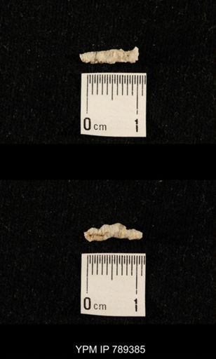 undet. Bryozoa