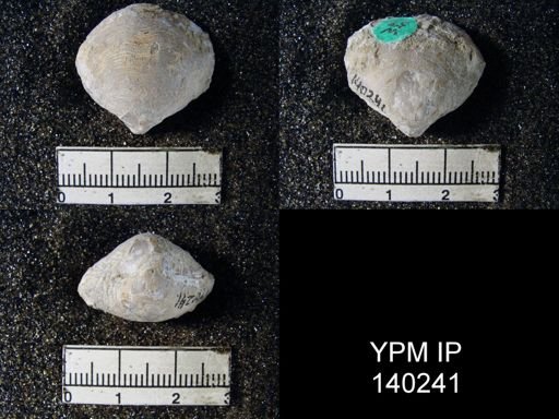 Athyris capillata