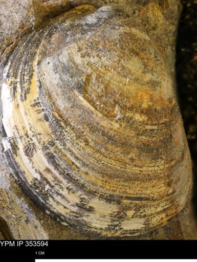 Limopsis striatopunctatus