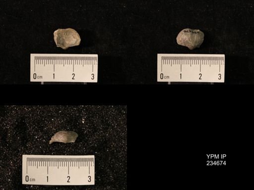 Marginifera splendens