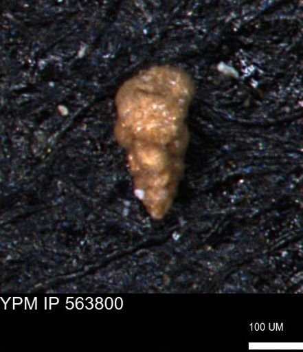 Verneuilinoides kansasensis