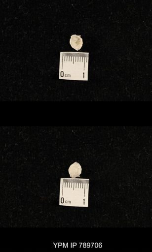 undet. Brachiopoda