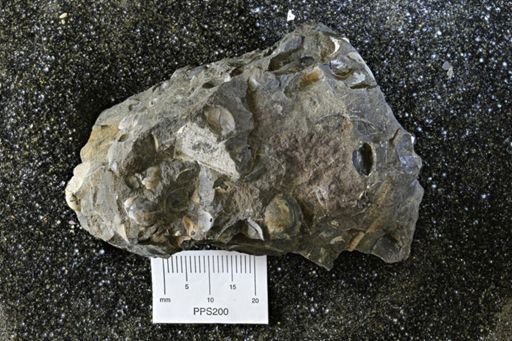 Dosiniopsis deweyi