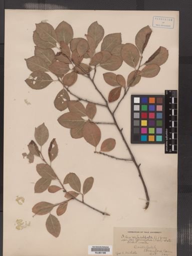 Ilex verticillata var. tenuifolia