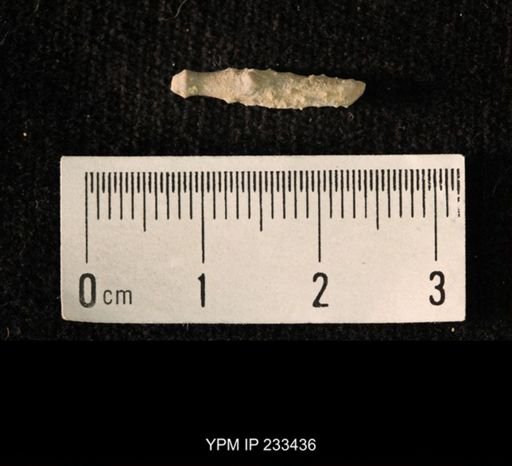 Archaeocidaris sp.