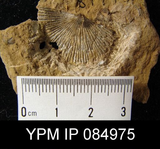 Schuchertella pecten