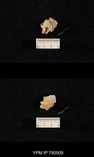 taxon undetermined