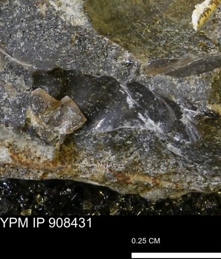 undet. Ammonoidea