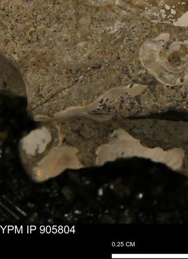 undet. Mollusca