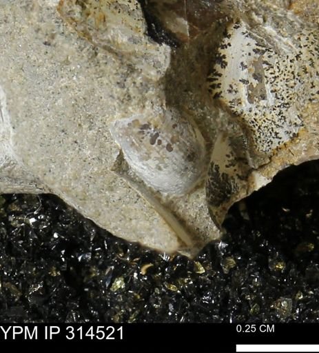 Oligoptycha?
