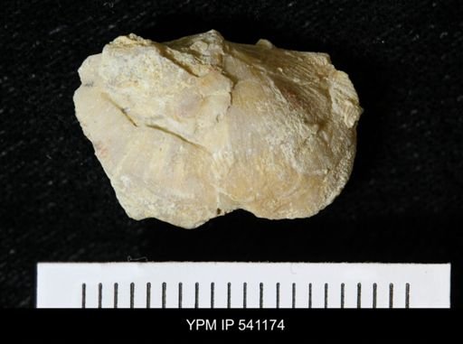 Sowerbyella sericea