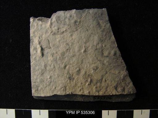 undet. Eurypterida