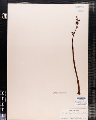 Corallorrhiza