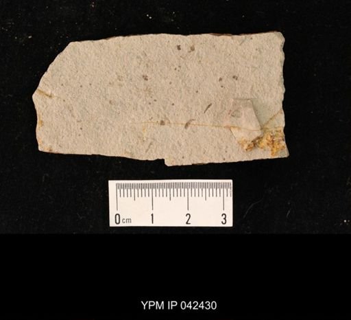 undet. Hexapoda