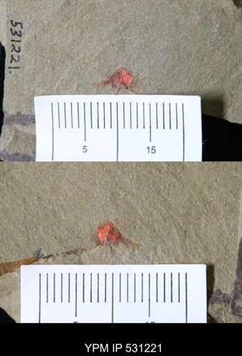 undet. Xiphosurida