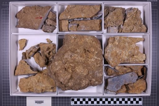 mixed taxa, stratigraphic collection