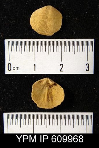Rhipidomella oblata
