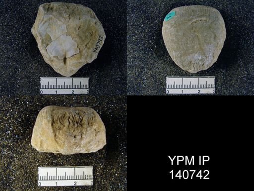 Productus (Linoproductus) lineatus