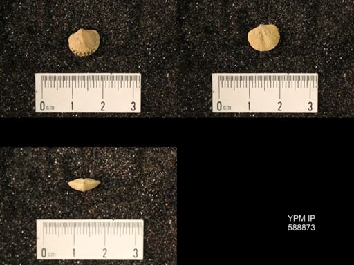 Dalmanella multisecta