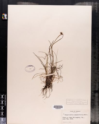 Sisyrinchium angustifolium