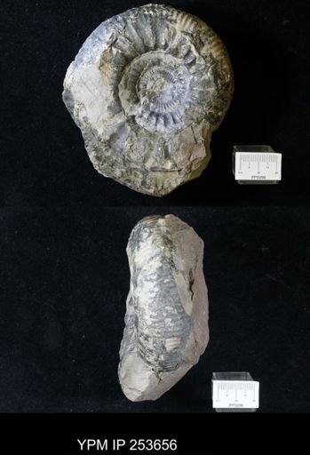 Siemiradzkia veriacensis