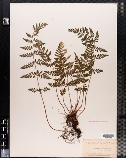 Cystopteris fragilis