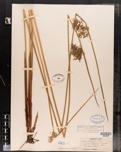 Plantae