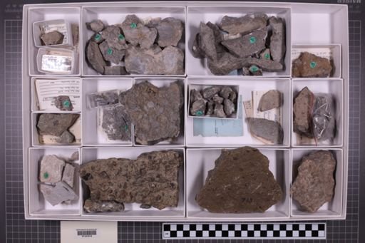 mixed taxa, stratigraphic collection