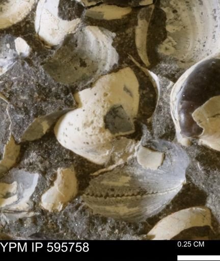 Protocardia sp.