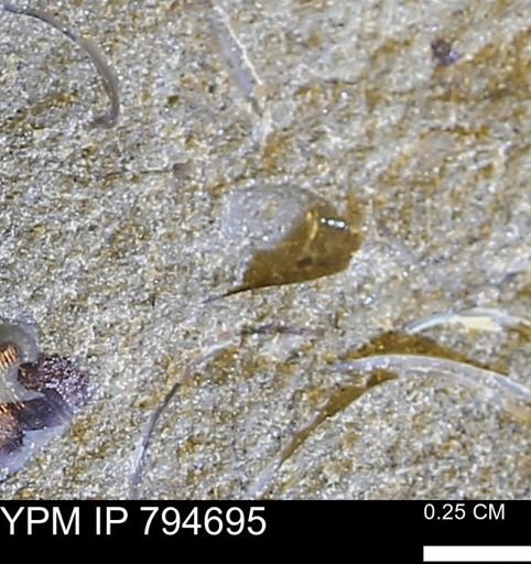undet. Bivalvia