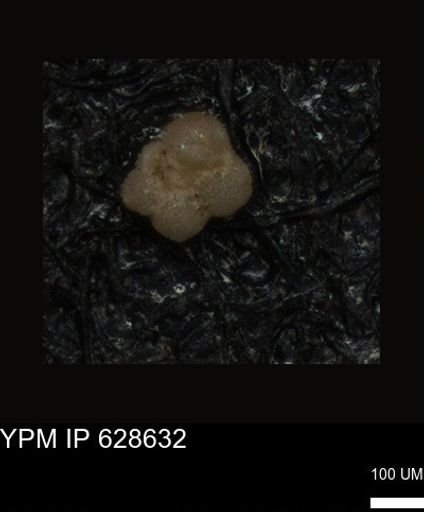 undet. Foraminiferida