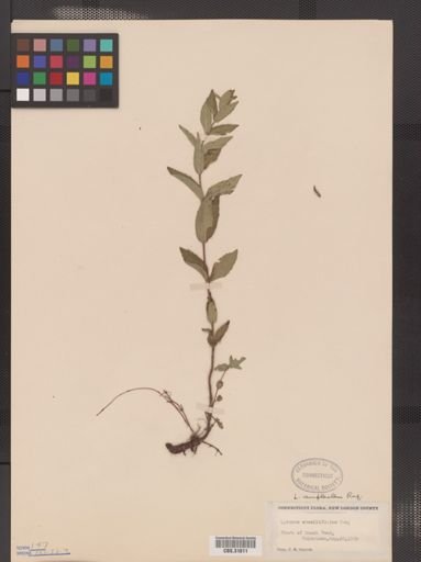Lycopus amplectens