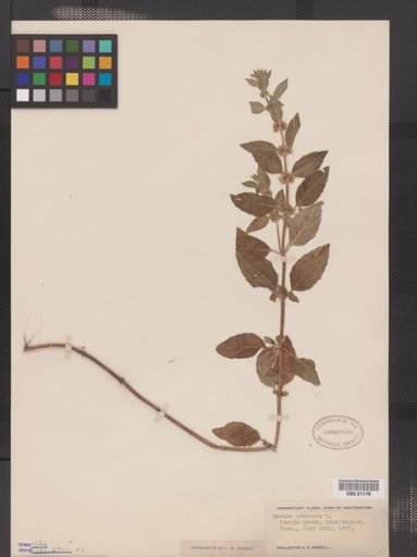 Mentha arvensis