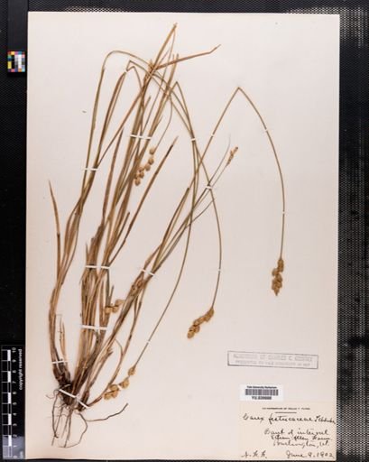 Carex festucacea