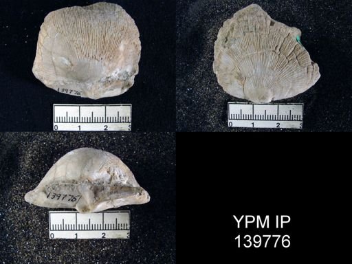 Derbya hemisphaerica