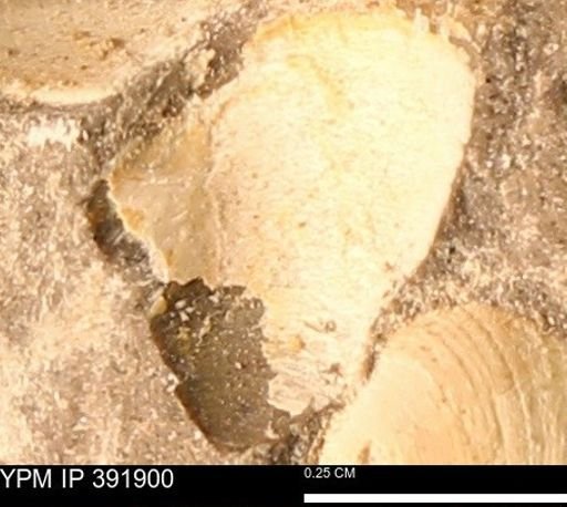 Protocardia sp.