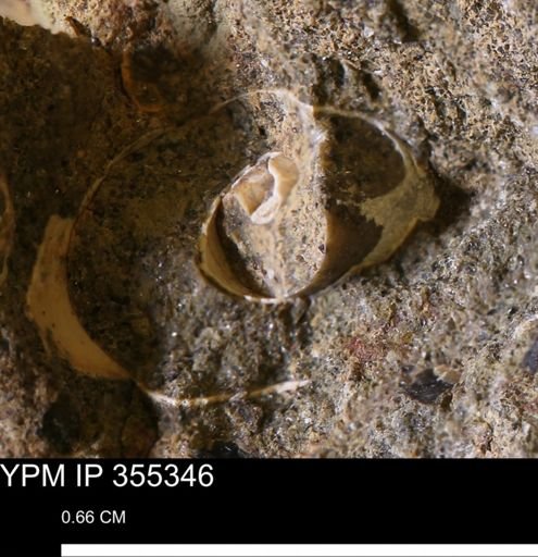 Mollusca