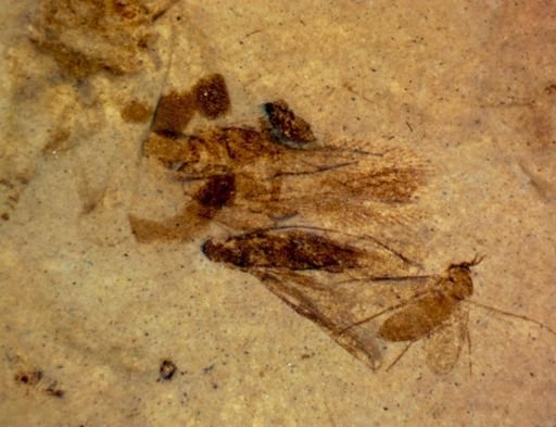 undet. Diptera