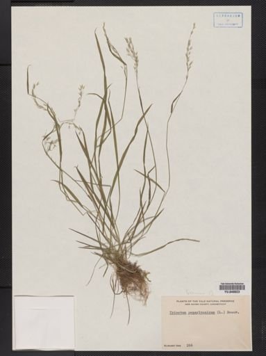 Trisetum pensylvanicum